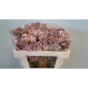 SYR HY MAIDENS BLUSH