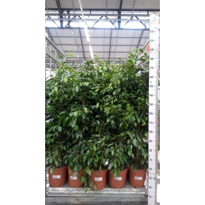 Ficus benja. 'Exotica'