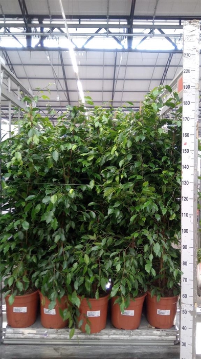 <h4>Ficus benja. 'Exotica'</h4>