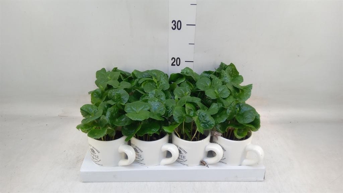 <h4>Coffea arabica</h4>