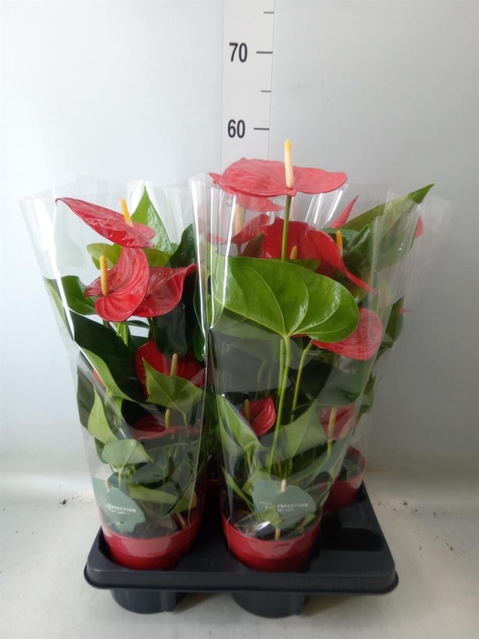 <h4>Anthurium andr. 'Minnesota'</h4>