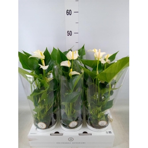 Anthurium andr. 'White Champion'