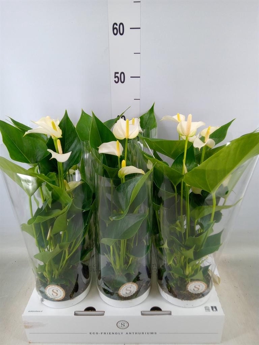 <h4>Anthurium andr. 'White Champion'</h4>