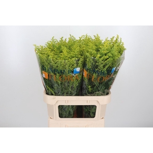 Solidago Tara