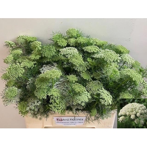 AMMI VISNAGA CASABLANCA
