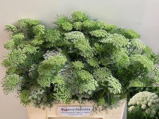 <h4>AMMI VISNAGA CASABLANCA</h4>