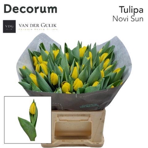 Tu Novi Sun Vdg 1 X 50 Vdg Klok 1