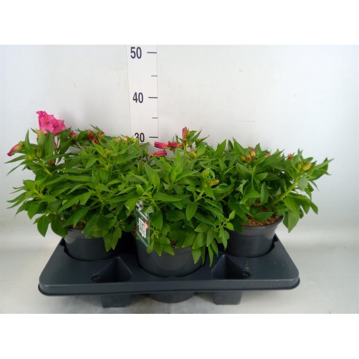 <h4>Alstroemeria  'Colorita Pink'</h4>