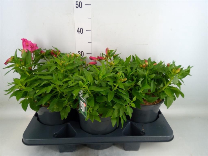 <h4>Alstroemeria  'Colorita Pink'</h4>