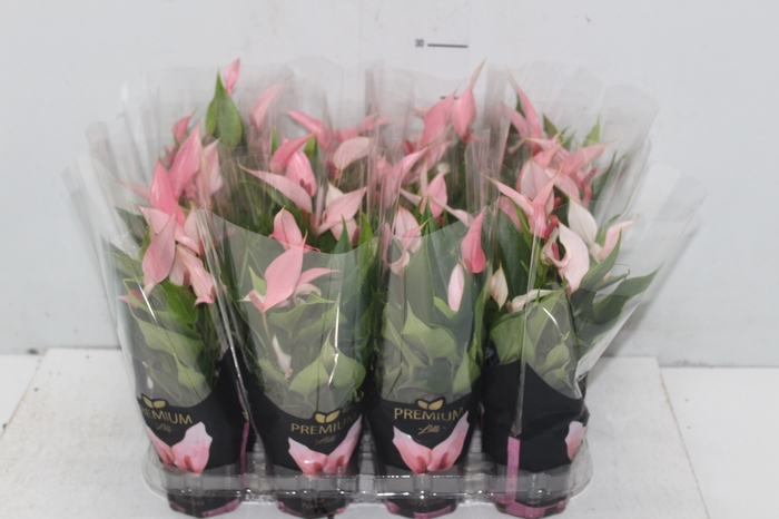 <h4>ANTHURIUM LILLI P09 PREMIUM</h4>