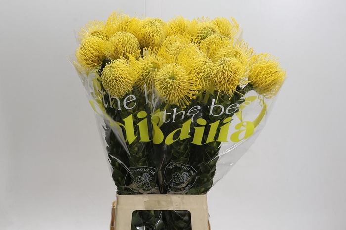 <h4>Nutans High Gold</h4>