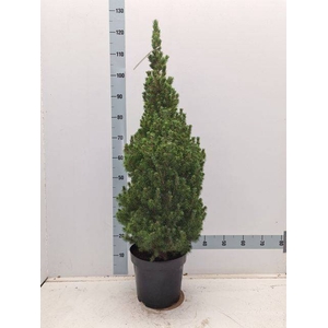 PICEA GL CONICA