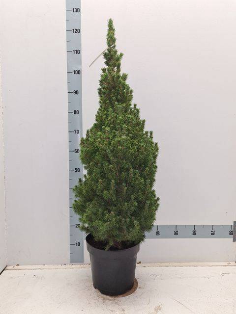 <h4>PICEA GL CONICA</h4>