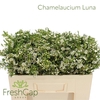 Chamelaucium Luna