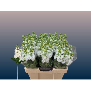 MATTH AIDA WHITE