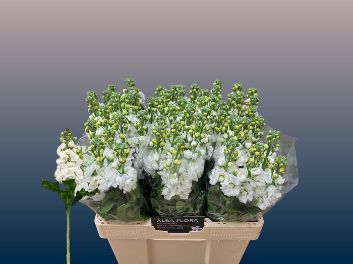 <h4>MATTH AIDA WHITE</h4>