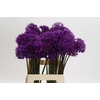 Allium Purple Sensation