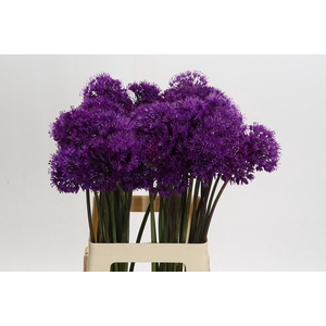 Allium Purple Sensation