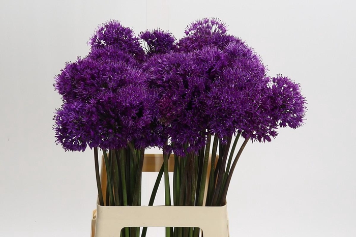 <h4>Allium Purple Sensation</h4>