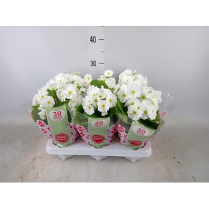 Primula obcon. 'Touch Me White'