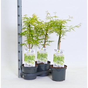 ACER PALM DISSECTUM