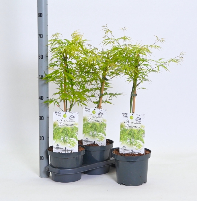 <h4>ACER PALM DISSECTUM</h4>