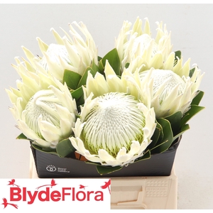 PROTEA CY AYOBA A IC