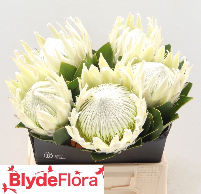 <h4>PROTEA CY AYOBA A IC</h4>