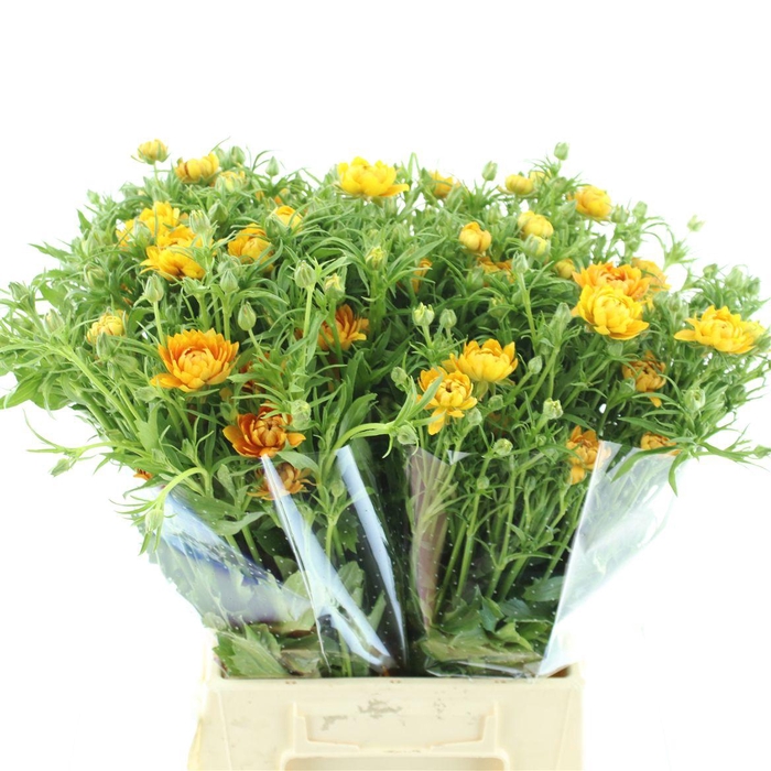 <h4>Ran Nat Moderna Natura</h4>