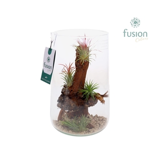 Green Bottle Deline Large met Tillandsia Air Plants