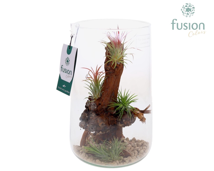 <h4>Green Bottle Deline Large met Tillandsia Air Plants</h4>