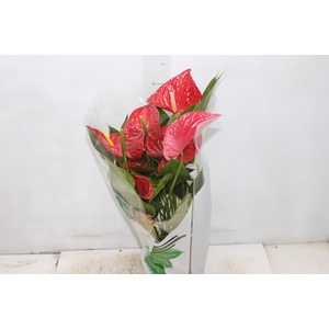 ANTHURIUM MICHIGAN P17 PREMIUM