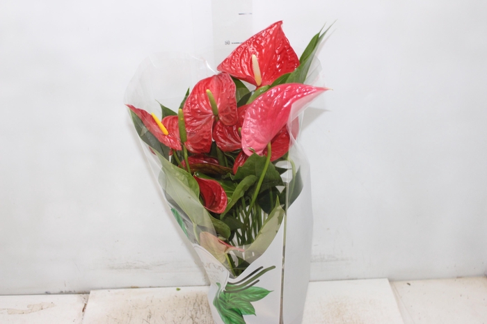 <h4>ANTHURIUM MICHIGAN P17 PREMIUM</h4>