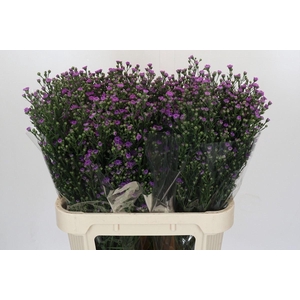 ASTER N-B 'ASTEE MINI BABY PINK'