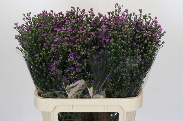 <h4>ASTER N-B 'ASTEE MINI BABY PINK'</h4>