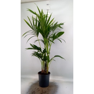 Howea forsteriana