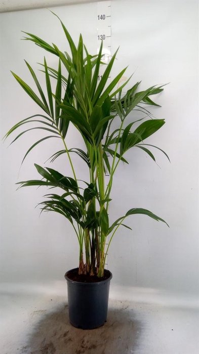 <h4>Howea forsteriana</h4>