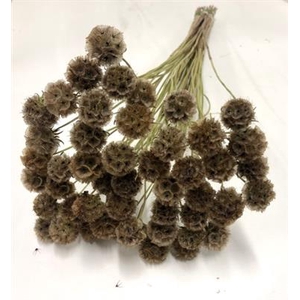 DROOG SCABIOSA STELLATA DRIED