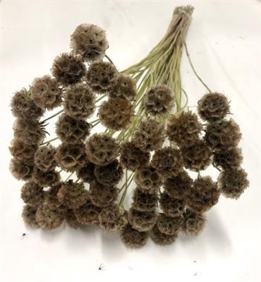 <h4>DROOG SCABIOSA STELLATA DRIED</h4>