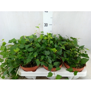 Hedera helix 'Lady Kay'
