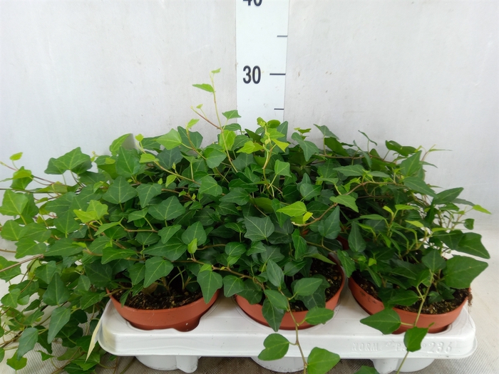 <h4>Hedera helix 'Lady Kay'</h4>