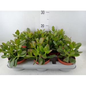 Crassula ovata