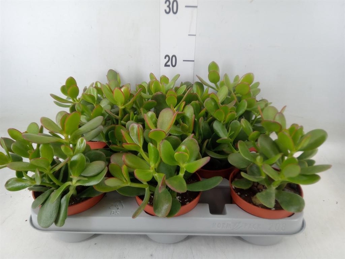 <h4>Crassula ovata</h4>