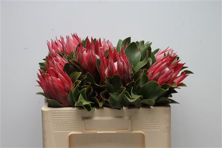 Protea Cynaroides Madiba