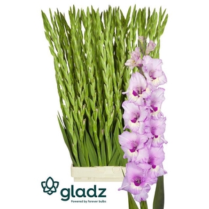GLAD GR ZAMORA