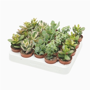Crassula mix 5,5 cm
