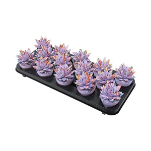 Echeveria coloured Splash pastel purple