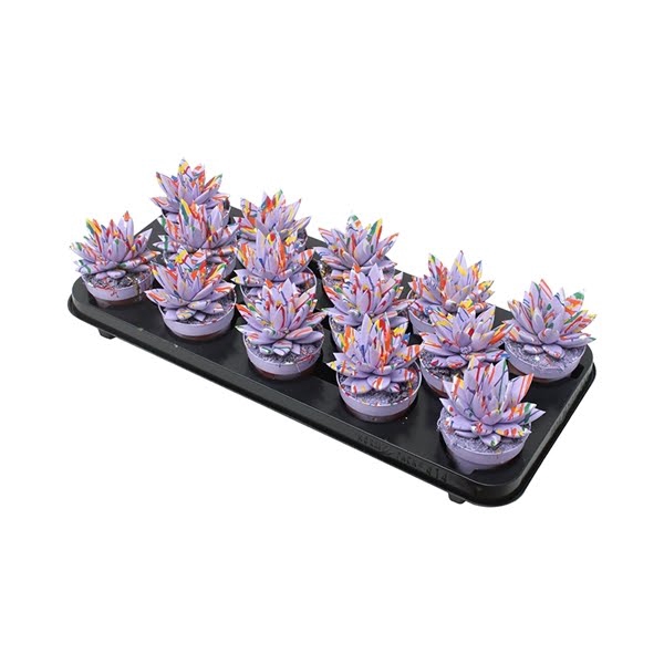 <h4>Echeveria coloured Splash pastel purple</h4>