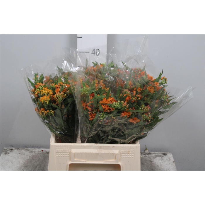 <h4>Ascl Tuberosa</h4>