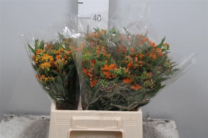 Ascl Tuberosa